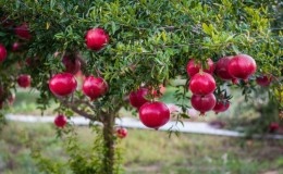 How does pomegranate grow, where is it grown and when does it ripen?