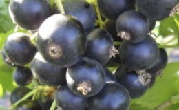 Pourquoi vaut-il la peine de planter la variété de cassis pygmée et comment la cultiver