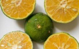 What is the name of the hybrid of lemon and tangerine?