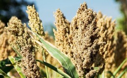 Was ist Sorghum und wie wird es in verschiedenen Lebensbereichen verwendet?