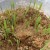 How to germinate barley at home and why it is needed