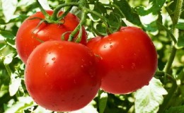 En hybrid laget av innenlandske oppdrettere som gir en utmerket høst - Evpator-tomaten