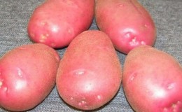 Por que os jardineiros adoram cultivar batata cereja: características e descrição da variedade