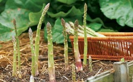 Cara Memasukkan Asparagus Musim Sejuk: Panduan Langkah demi Langkah untuk Persediaan Katil Taman Musim Gugur