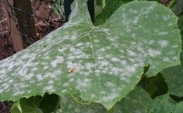 ¿Por qué aparece una capa blanca en los pepinos en un invernadero y cómo tratarla?