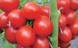 Clusters of bright red fruits, like from the picture: Verlioka tomato - decoration of the garden bed