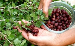 Lifehacks van ervaren tuiniers: kruisbessen plukken zonder geprikt te worden