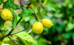 Cómo cultivar un limón a partir de una semilla en casa: plantación, cuidados, matices y errores.