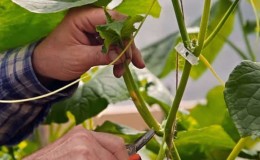 Como beliscar pepinos em uma estufa: regras de cuidado desde o plantio até a colheita