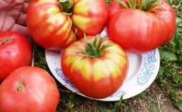 A promising newcomer among tomato varieties is the King of Kings tomato, which is rapidly gaining popularity.