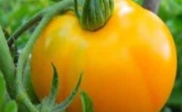 Record content of nutrients, bright appearance and rich taste - Golden Heart tomato