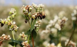 Wat is boekweit - een graansoort, ontbijtgranen of graan?