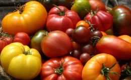 Top 25 sweetest varieties of tomatoes and tips on choosing them for every gardener