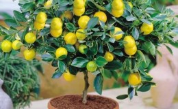 How to feed indoor lemon