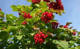 Instruksjoner for å plante viburnum om høsten for nybegynnere gartnere