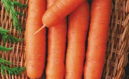 Características de cenouras vermelhas sem caroço