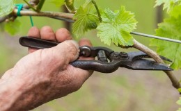 Una guía paso a paso para podar uvas en verano para viticultores principiantes