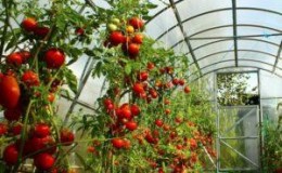 Menanam tomato di rumah hijau: arahan langkah demi langkah untuk tukang kebun pemula dan petua dari rakan sekerja yang berpengalaman