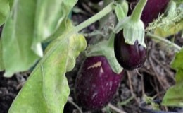 Why do eggplant leaves wither and what to do to save them