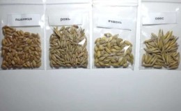 Quali sono le differenze tra grano, segale, avena e orzo: foto e caratteristiche comparative