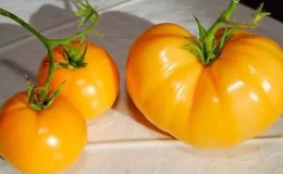 Paano palaguin ang isang Persimmon tomato sa iyong balangkas - mga trick at kapaki-pakinabang na tip mula sa mga nakaranasang hardinero