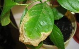 Why do lemon leaves dry around the edges and how to fix the problem?