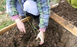 Una guía paso a paso para plantar arándanos en otoño