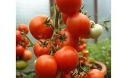 Kajian tomato hibrid awal Summer Garden f1: ulasan dari penduduk musim panas dan arahan untuk menanam hibrid