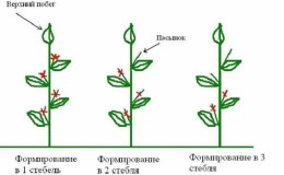 Ist es notwendig, Stiefsöhne aus Paprika zu entfernen: Argumente dafür und dagegen, Schritt-für-Schritt-Anleitung zum Entfernen von Stiefsöhnen und nützliche Tipps