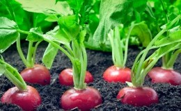 How to plant radishes correctly: instructions for beginner gardeners