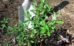 Isang gabay sa pagtatanim ng mga seedlings ng sea buckthorn sa tagsibol: kung paano ayusin at itanim ang mga palumpong upang sila ay magbunga