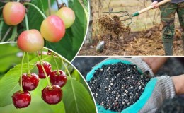 Reglas para fertilizar cerezas en otoño y seleccionar los mejores fertilizantes para estos fines.