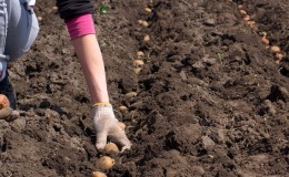 Hur man planterar potatis korrekt, en beskrivning av de bästa sätten att så potatis