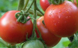 Pemimpin di kalangan tomato masak awal, kegemaran petani: tomato Katyusha, ciri-ciri dan perihalan varieti