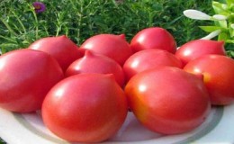 Menghias katil dengan bunga yang luar biasa - tomato mawar Jepun dan kelebihannya berbanding jenis lain