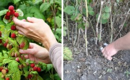 Cómo y cuándo podar frambuesas en verano después de la fructificación: instrucciones para jardineros principiantes