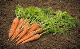 The main reasons why carrots do not grow in the garden