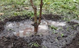 Ein Leitfaden zur richtigen Bewässerung von Pfirsichbäumen im Sommer für Gartenanfänger