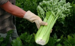 Features of planting and caring for petiole celery in open ground