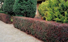 Proper use of barberry in landscape design for maximum aesthetics