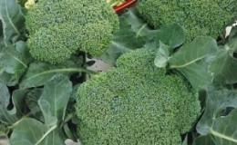 Description du brocoli Lord F1 avec photos, avis et recommandations croissantes