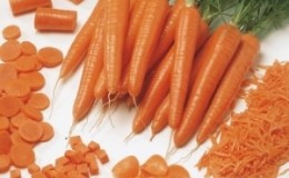 Amsterdam early ripening carrot variety Tuchon