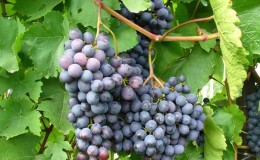 Améthyste hybride de raisin à haut rendement résistant au gel