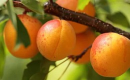 Apricot Sibiryak Baikalova: descrição da variedade, características de cultivo, comentários