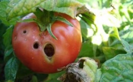 Kami dengan cepat menangani masalah tomato yang ditemui: lubang telah muncul pada tomato - apa yang perlu dilakukan dan bagaimana untuk menyelamatkan hasil tuaian anda