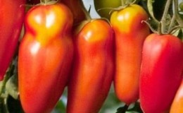 Kehalusan tomato menakjubkan yang berjaya ditanam dari varieti gergasi berbentuk Lada