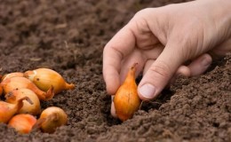 Merkmale und Schemata für das Pflanzen von Zwiebeln im Herbst vor dem Winter