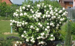 איך ומה להאכיל viburnum Buldenezh באביב