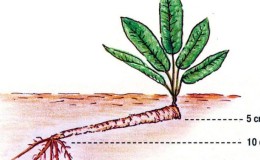 Steg-för-steg-instruktioner för att plantera pepparrot på hösten för nybörjare trädgårdsmästare