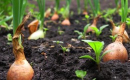 Technologie pour planter des oignons avant l'hiver : à quelle profondeur et distance les uns des autres planter